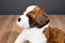 Douglas Oma Saint Bernard Dog Beanbag Plush