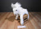 Wells Fargo Mollie White Pony 2008 Beanbag Plush