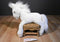 Wells Fargo Mollie White Pony 2008 Beanbag Plush