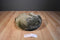 Dakin Lou Rankin Friends Sammy the Raccoon 2000 Beanbag Plush
