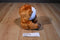 Ty Beanie Boos Bongo Brown and White Gibbon Monkey 2012 Beanbag Plush