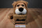 Russ Carnie the Big Headed Lion Beanbag Plush