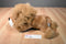 Russ Carnie the Big Headed Lion Beanbag Plush