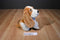 Wolverine Worldwide Inc. Hush Puppies Basset Hound Plush