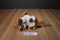 Wolverine Worldwide Inc. Hush Puppies Basset Hound Plush