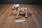 Wildlife Artists Deer Fawn 2012 Plush