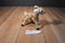 Wildlife Artists Deer Fawn 2012 Plush