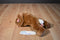 Ty Beanie Buddies Ears the Brown Bunny Rabbit 2001 Beanbag Plush