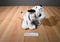 Best Made Toys White Tiger Cub Beanbag Plush With Yellow Eyes