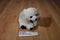 Wild Republic Mini Polar Bear 2015 Beanbag Plush