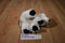 Wild Republic Mini Polar Bear 2015 Beanbag Plush