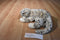 Ty Classic Thomas the Grey and White Spotted Cat 2001 Beanbag Plush