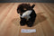 Aurora Dreamy Eyes Rowdy the River Otter 2018 Beanbag Plush