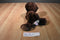 Aurora Dreamy Eyes Rowdy the River Otter 2018 Beanbag Plush