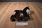 Aurora Dreamy Eyes Rowdy the River Otter 2018 Beanbag Plush