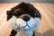 Aurora Dreamy Eyes Rowdy the River Otter 2018 Beanbag Plush