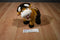 Aurora Round Up Brown Bull Beanbag Plush With Cowboy Hat and Chaps