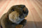 Jag Beaver Beanbag Plush