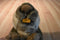 Jag Beaver Beanbag Plush