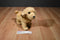 Aurora Beige and Brown Benji Dog Plush