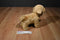 Aurora Beige and Brown Benji Dog Plush