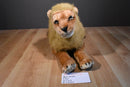 Best Made Male African Lion Beanbag Plush with a Foam Head