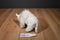 Ty Beanie Buddy Roam White Bison Buffalo 2000 Beanbag Plush