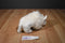 Ty Beanie Buddy Roam White Bison Buffalo 2000 Beanbag Plush