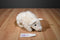 Ty Beanie Buddy Roam White Bison Buffalo 2000 Beanbag Plush