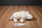 Ty Beanie Buddy Roam White Bison Buffalo 2000 Beanbag Plush