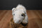 Ty Beanie Buddy Roam White Bison Buffalo 2000 Beanbag Plush