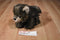 K & M Brown Wolf Cub 2006 Beanbag Plush With Blue Eyes