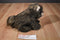 K & M Brown Wolf Cub 2006 Beanbag Plush With Blue Eyes