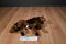 Only Hearts Club Coco the Brown Bay Horse Plush