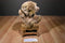 24K Polar Puff Special Effects Brown Bear 1988 Plush