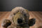 24K Polar Puff Special Effects Brown Bear 1988 Plush