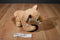 Fiesta Lion Cub Plush With Red Heart and Bow