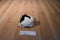 Dakin Opus the Penguin Of Bloom County 1982 Plush