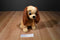 Kohl's Cares Disney Lady 2014 Plush