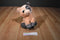 Aurora Dreamy Eyes Pickles the Pink and Grey Pig Beanbag Plush