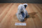 First Impressions Fluffy Grey Elephant Macy's 2018 Beanbag Plush