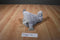 First Impressions Fluffy Grey Elephant Macy's 2018 Beanbag Plush