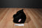 Douglas Boulder the Black Bear Beanbag Plush