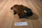 Stuffed Animal House Bison Buffalo 2016 Plush