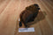 Stuffed Animal House Bison Buffalo 2016 Plush