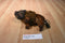 Stuffed Animal House Bison Buffalo 2016 Plush