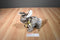 Princess Soft "Cocoa" Brown/ White Bunny Rabbit 2008 Beanbag Plush