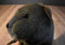 Sea World Busch Gardens Sea Otter with Orange Clam Plush