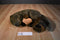 Sea World Busch Gardens Sea Otter with Orange Clam Plush