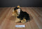 Ganz Webkinz Signature Yorkie WKS1014 Beanbag Plush (No Code)